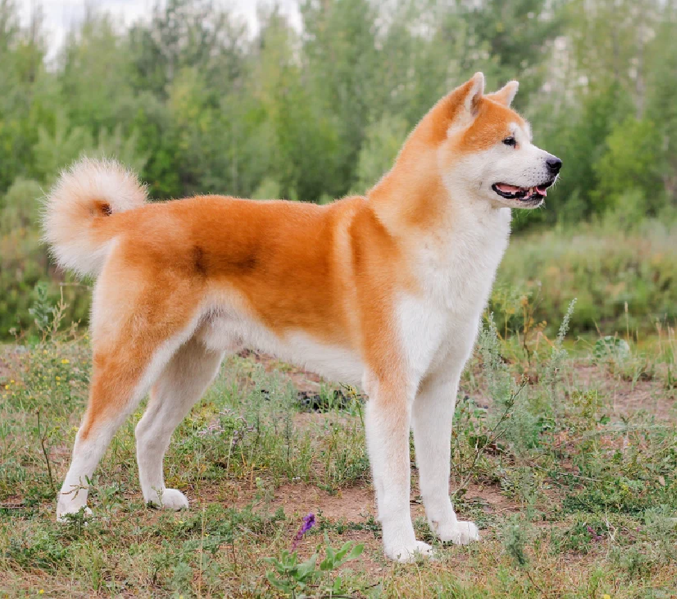 akita inu