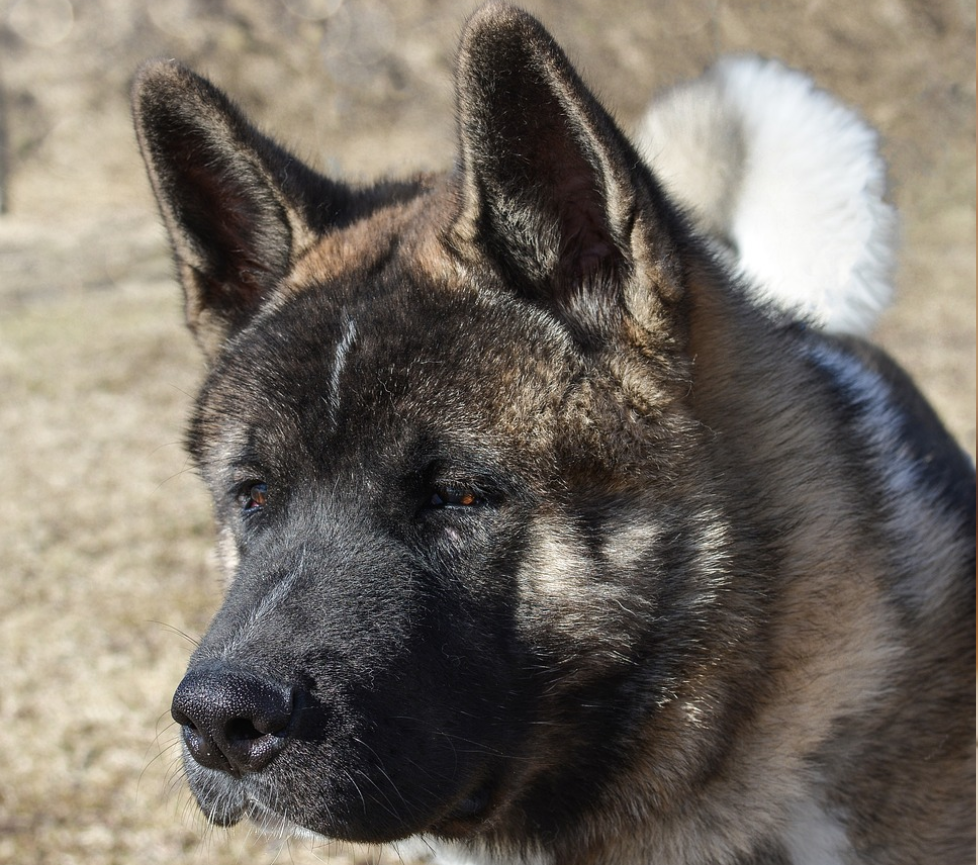 amerikaniko akita