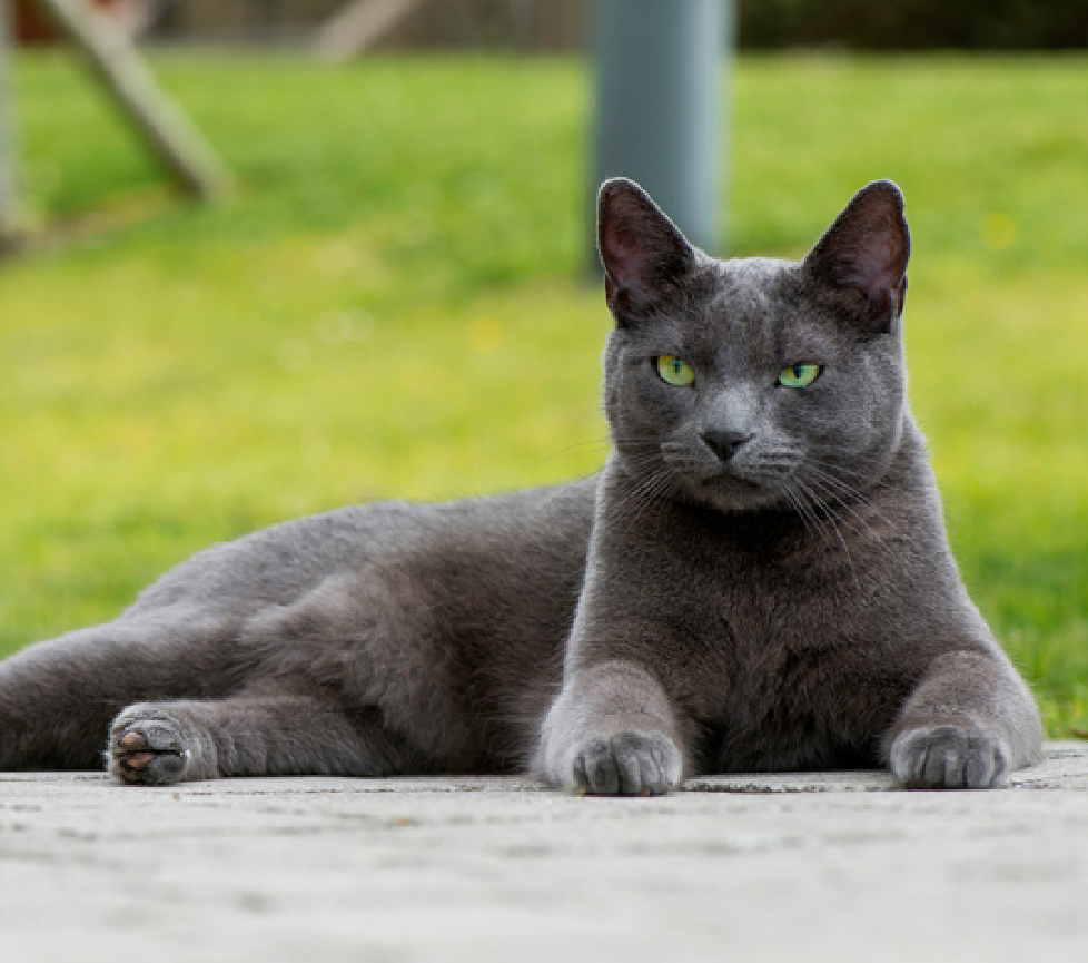 russian blue