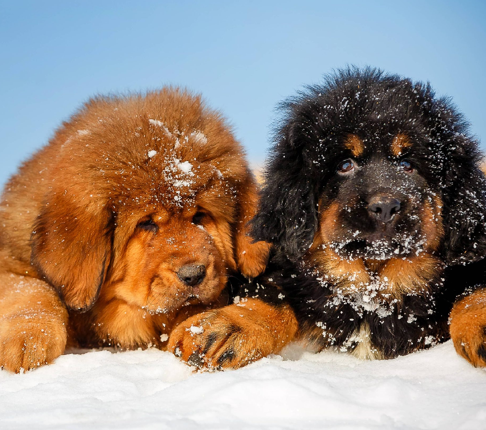Θιβετιανό Μαστίφ