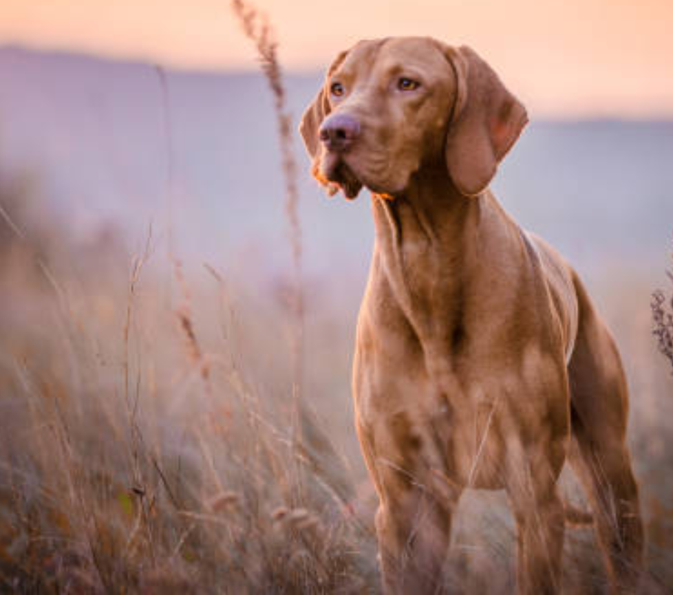 Vizsla