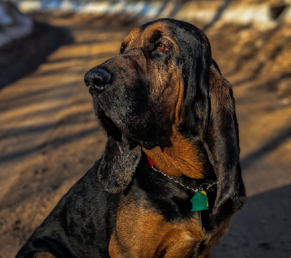 bloodhound