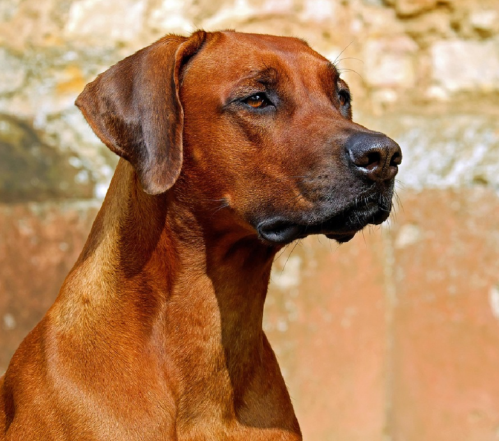 rhodesian ridgeback