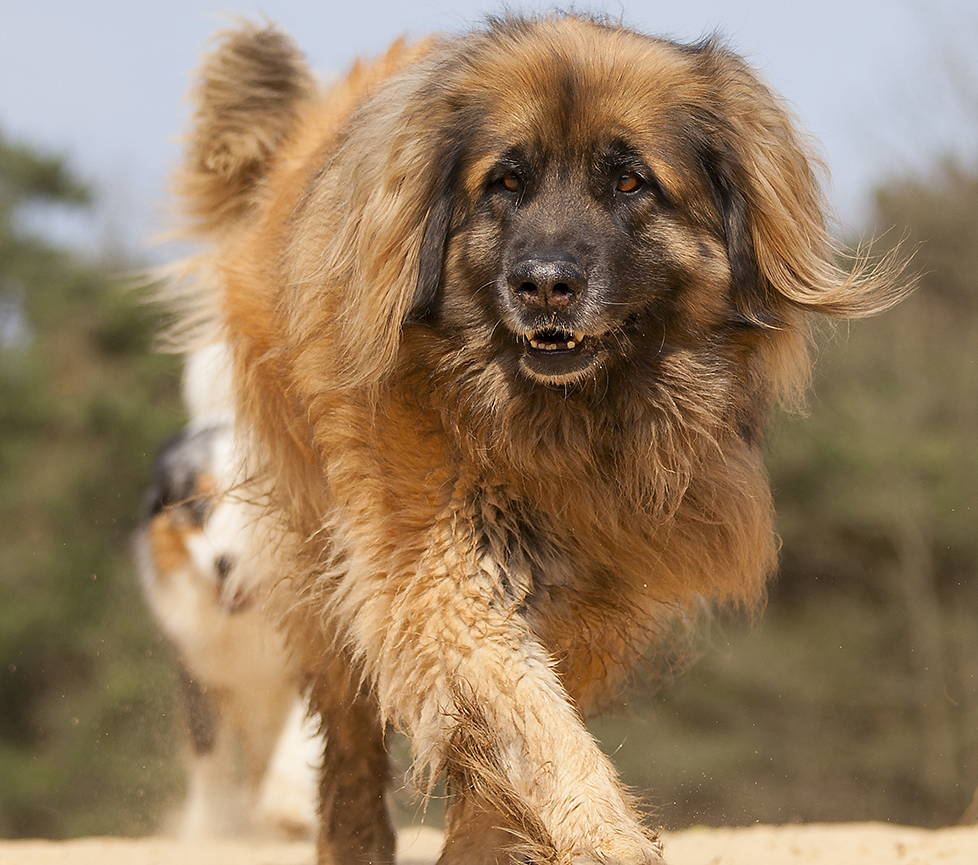 leonberger