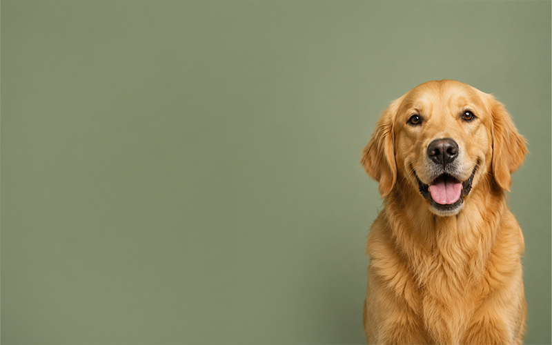 dog2 2